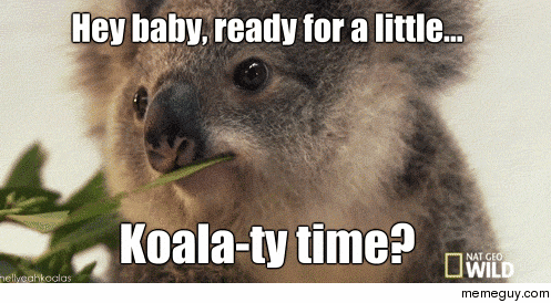 smooth koala meme guy medium