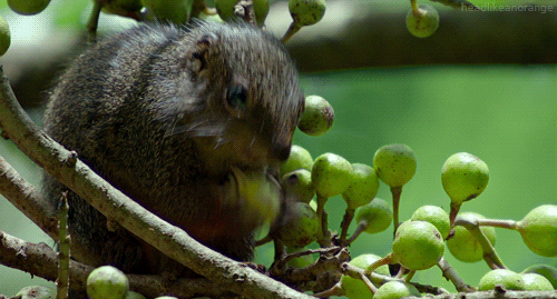 african tree squirrel gifs find share on giphy medium