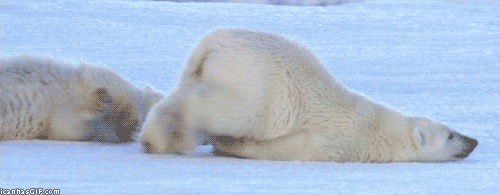 polar bear monday gif find share on giphy medium