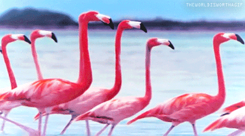 flamingo gif tumblr medium