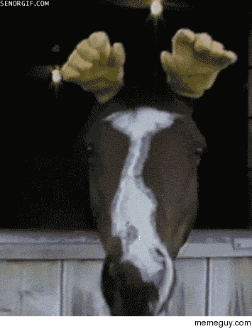 you put gloves on a horse s head and this adorable thin horse medium