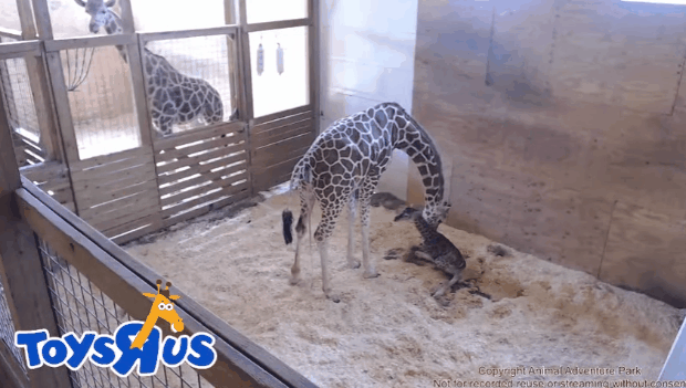 april the giraffe finally gives birth to baby boy as 1 2 million medium