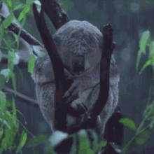 evil koala bear gifs tenor medium