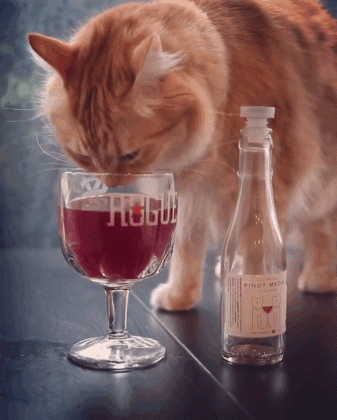 why cat wine is the best thing ever profascinate medium