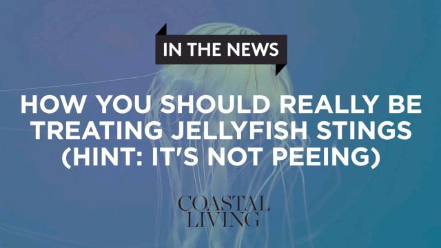 the scientific way to treat jellyfish stings hint it s not with pee medium