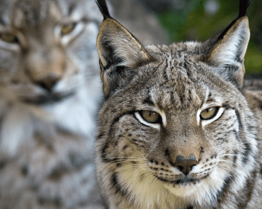 lynx may be reintroduced to uk after 1 000 years following success medium