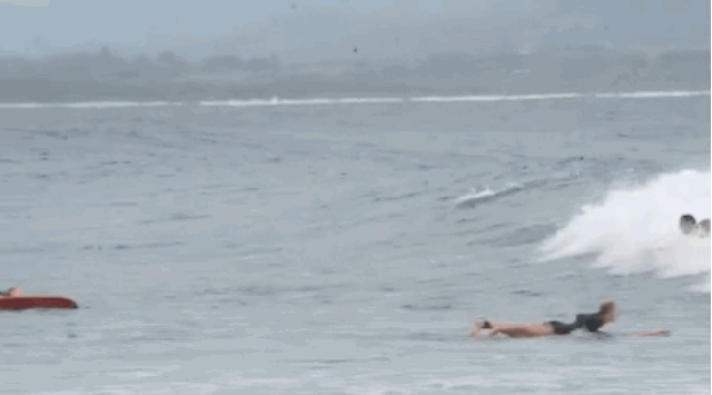 a pod of dolphins showed surfers how to surf in australia medium