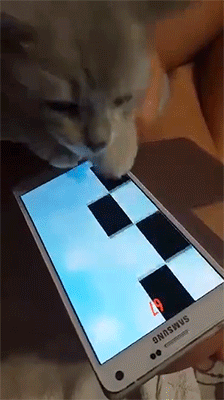 sizvideos cute cat playing piano tiles like a literal satan medium