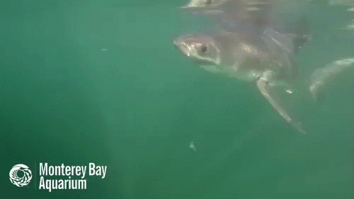 baby shark gifs find share on giphy medium