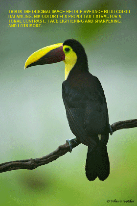 chestnut mandibled toucan magic arthur morris birds as art medium