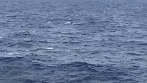 water jumping dolphins gif on gifer by coimand medium