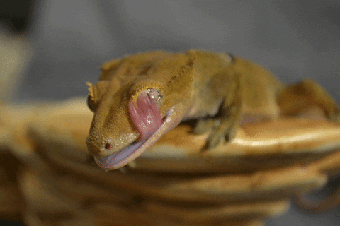 gecko gif find share on giphy medium