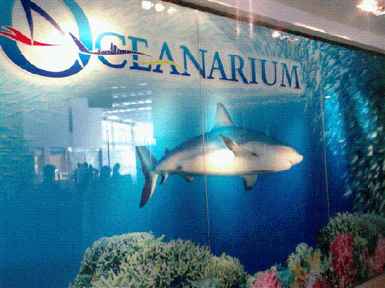 fish aquarium different medium