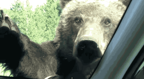 close encounter grizzly bear discovers zoo full of people in medium