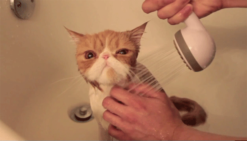 shower time cute cat gifs medium