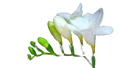 my edits mine white flower flowers transparent transparent gifs medium