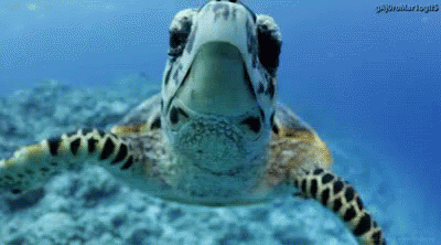 sea turtle animated gif gifs tenor medium