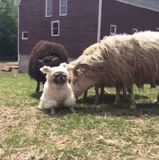 a strange sheep cute animal gifs pinterest animal funny medium