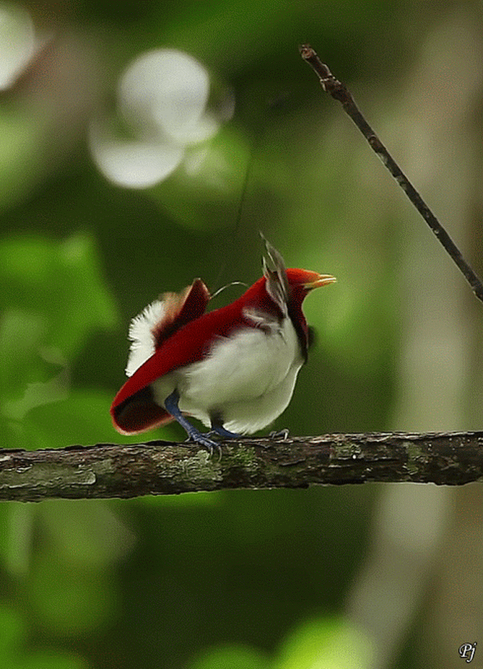 animated photo colorful birds nature beautiful rainforest animals gif medium