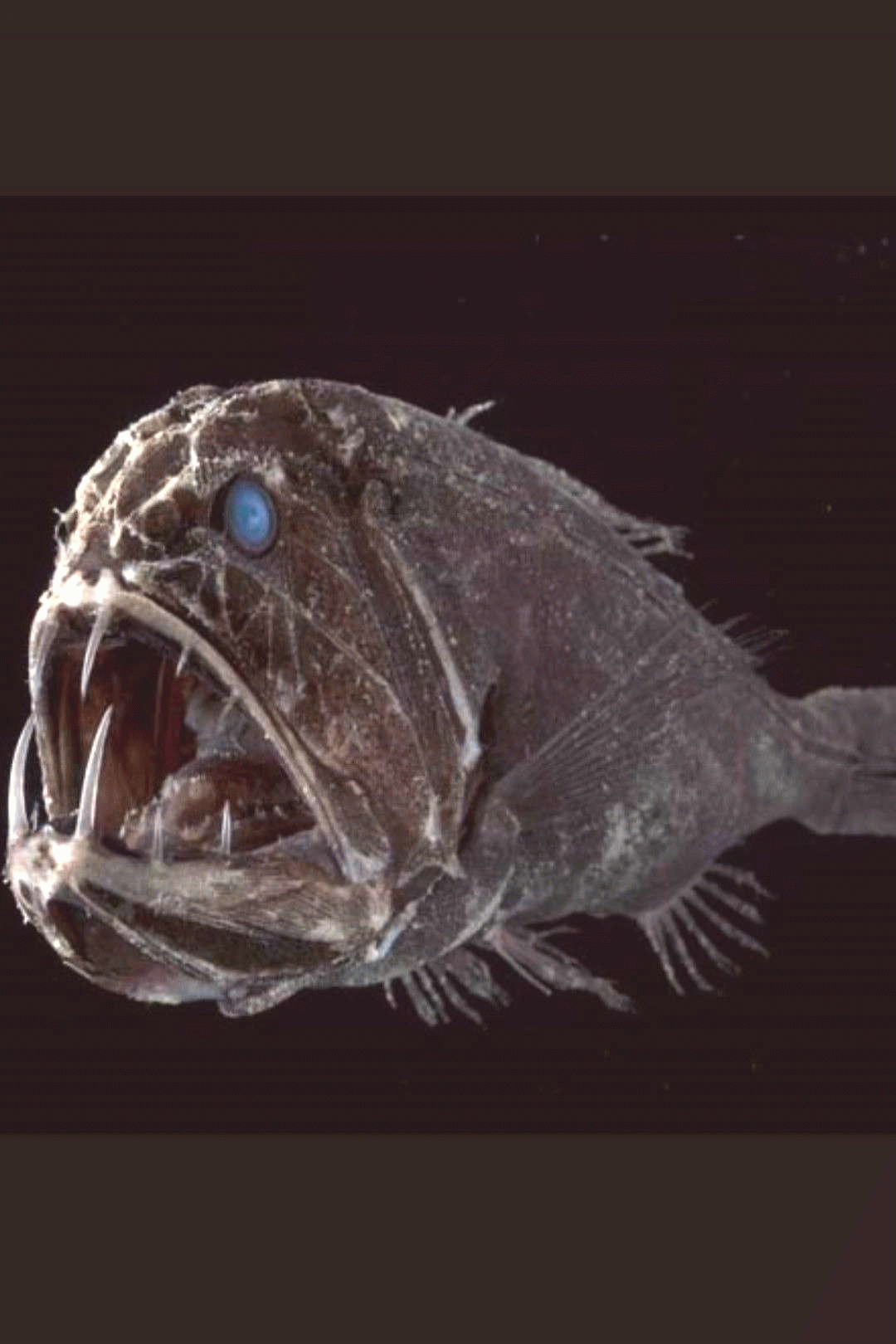 most terrifying deep sea creatures list in the pitch black medium