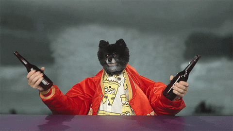 pomeranian explosion gifs find share on giphy medium