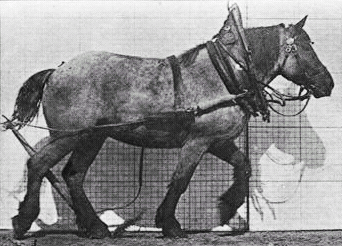horse gait wikiwand medium