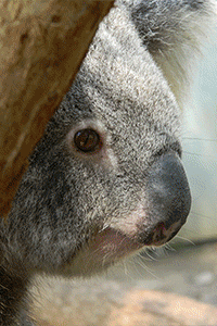 return rescued koalas to the wild pinterest rainforest site medium