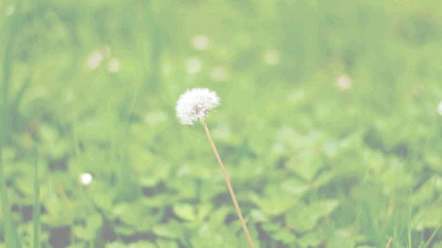 nature cinemagraph flower gif on gifer by kirilen medium