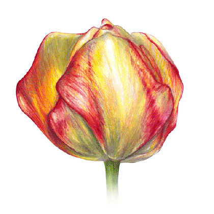 tulips pencil drawing at getdrawings com free for personal use medium