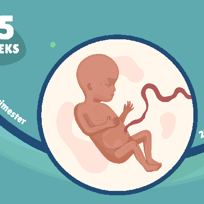 15 weeks pregnant baby development symptoms and more numbers with calculator clip art medium