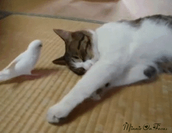 funny cat gif on gifer by dugore medium