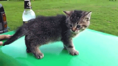 cat fail kitten gif on gifer by swordsinger medium