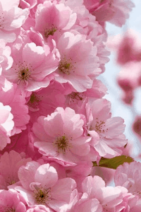an animated gif cherry blossom brings spring pinterest flowers medium