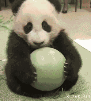 the 35 cutest animal gifs on the internet pinterest panda medium