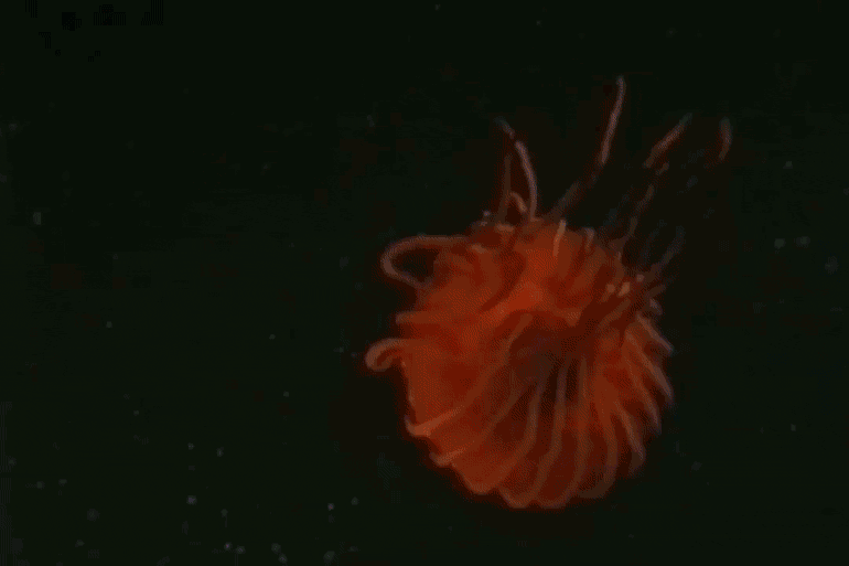gallery how to speak jellyfish jellyfish and creatures medium