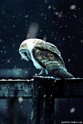 harry potter owl gifs wifflegif medium