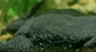 surinam toad gifs get the best gif on giphy medium