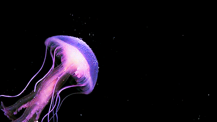 jellyfish are cool tumblr medium