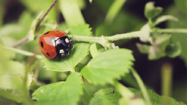 ladybug facts for kids amazing facts about ladybugs for kids medium