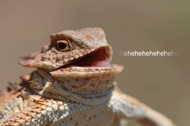 laughing lizard hhhehehe know your meme medium