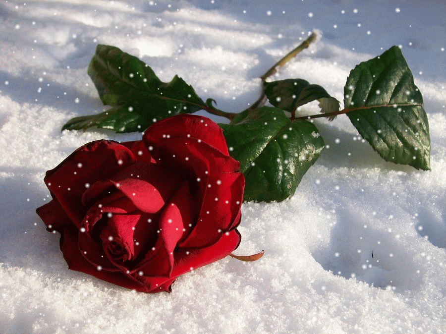 red rose snow image animated gif pinterest medium