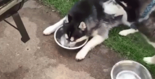 dog drinking water gif dog drinkingwater water discover share gifs medium