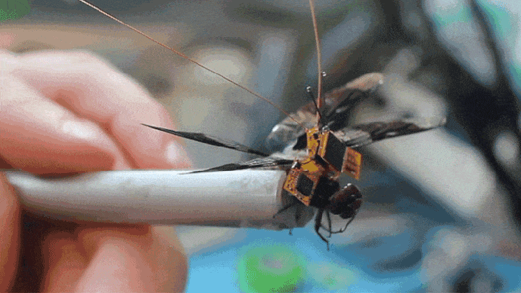 this genetically modified cyborg dragonfly is the tiniest drone medium