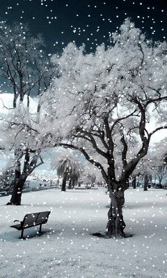 download animated 240x400 winter dream cell phone wallpaper medium