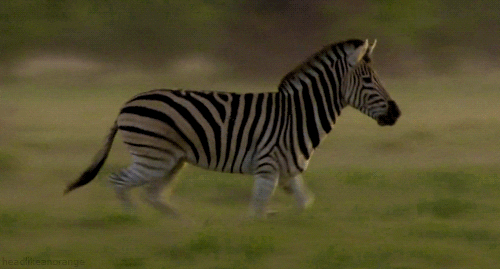 view topic wild africa zebra rp new and accepting medium