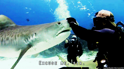 ocean shark gif find share on giphy medium