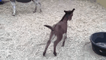 74 adorable baby donkeys that you ll want to cuddle asap medium