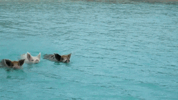 cat swimming in ocean with dogs cute cat 2018 medium