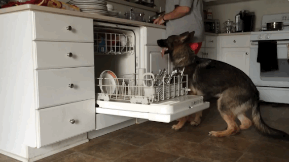 dog helps wash the dishes neatorama medium