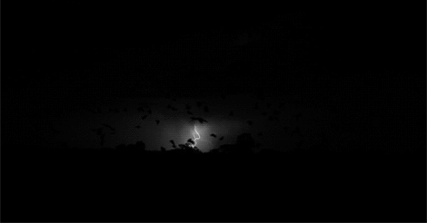scary gif animals light black and white birds sky horror trees night medium